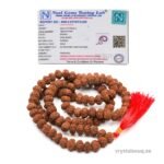 REBUY 7 Mukhi Redraksha Mala