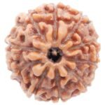 Lab Certified 10 Mukhi Rudraksha Pendant (Indonesian) – Lord Vishnu Bead for Protection & Inner Peace - Image 6