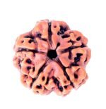 5 Mukhi Rudraksha Original Certified Nepali Rudraksha Bead for Unisex (Brown) - Image 2