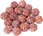 5 Mukhi Rudraksha Original Certified Nepali Rudraksha Bead for Unisex (Brown) - Image 3