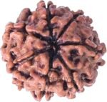 Lab Certified 7 Mukhi Rudraksha Pendant (Nepali) – Mahalakshmi Bead for Wealth & Shani Dosha Relief - Image 2