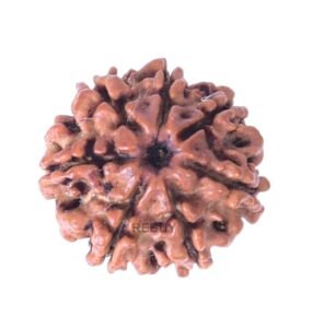 7 Mukhi Nepali Rudraksha Pendant