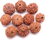Lab Certified 8 Mukhi Rudraksha Pendant (Indonesian) – Lord Ganesha Bead for Success & Removing Obstacles - Image 2