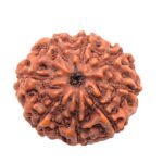Lab Certified 8 Mukhi Rudraksha Pendant (Indonesian) – Lord Ganesha Bead for Success & Removing Obstacles - Image 3
