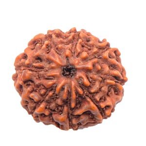 8 Mukhi Close Up