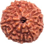 REBUY 9 Mukhi Rudraksha Bead