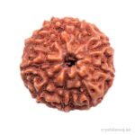 REBUY 9 Mukhi Rudraksha Bead