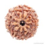 REBUY 10 Mukhi Indonesian Bead