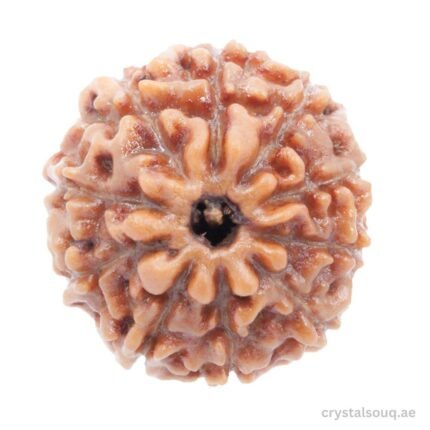 REBUY 10 Mukhi Indonesian Bead