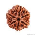 REBUY 6 Mukhi Bead