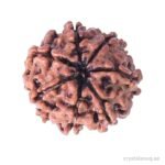REBUY Rudraksha Bead 7 Mukhi