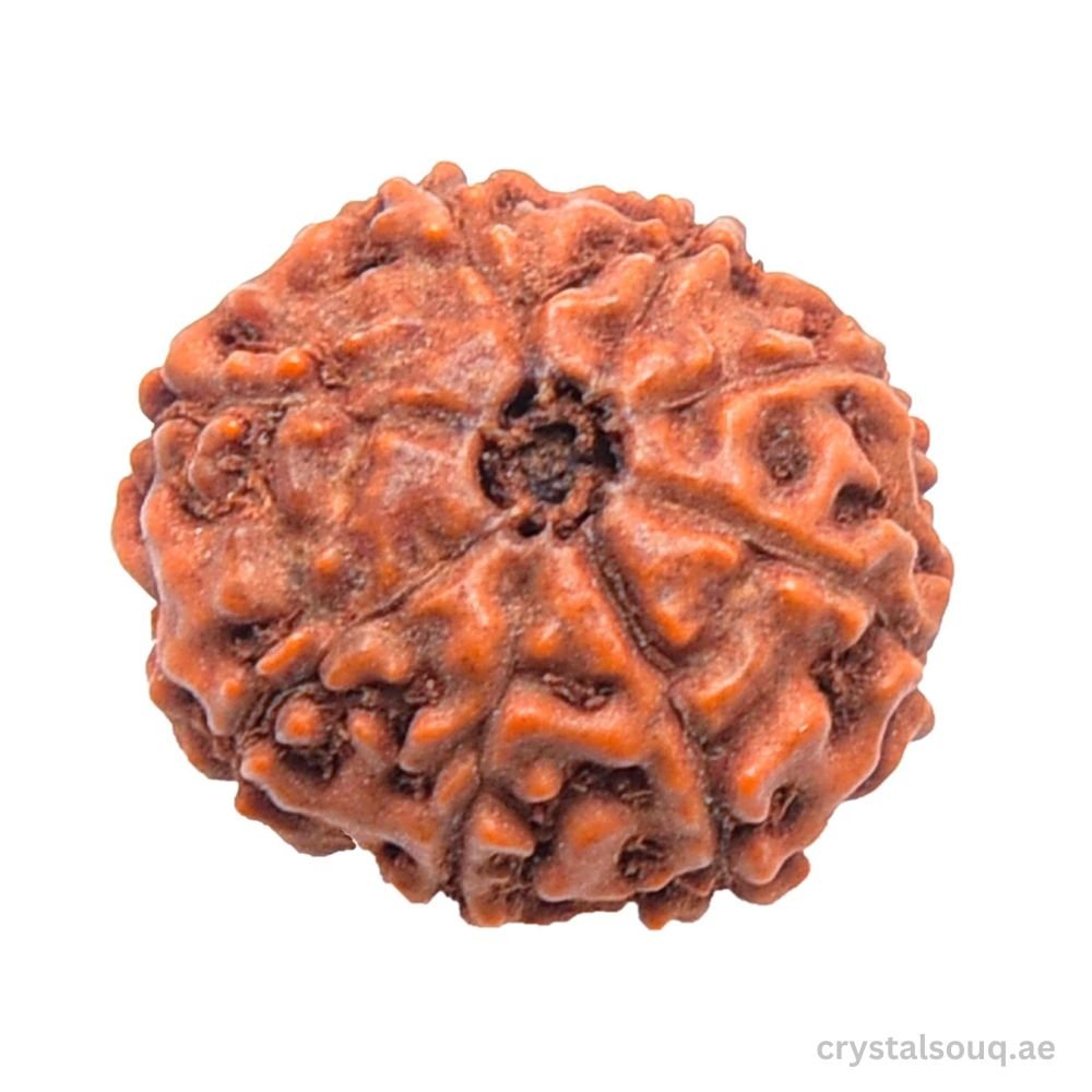 REBUY 8 Mukhi Rudraksha Bead REBUY 8 Mukhi Rudraksha Bead